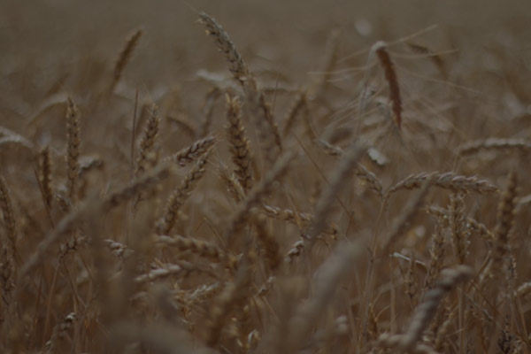 Lebensmittelindustrie